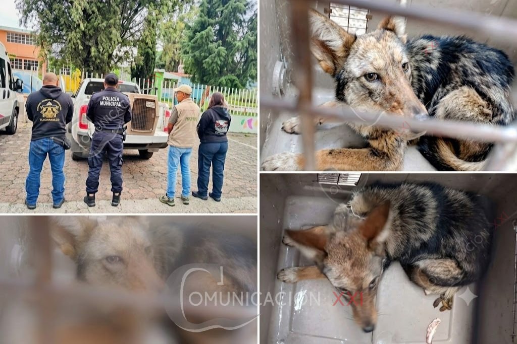 coyote rescatado