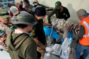 Tigre Kenzo herido