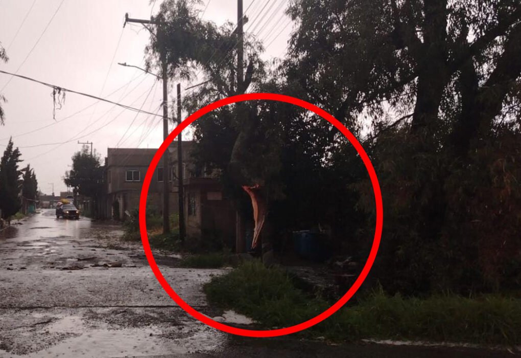 Tormenta paraliza Toluca brigadas luchan contra árboles caídos