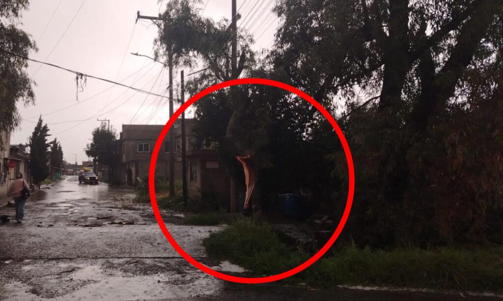 Tormenta paraliza Toluca brigadas luchan contra árboles caídos