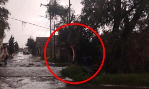 Tormenta paraliza Toluca brigadas luchan contra árboles caídos