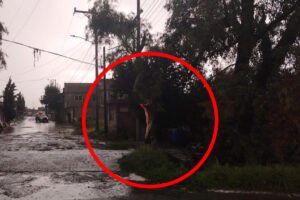 Tormenta paraliza Toluca brigadas luchan contra árboles caídos