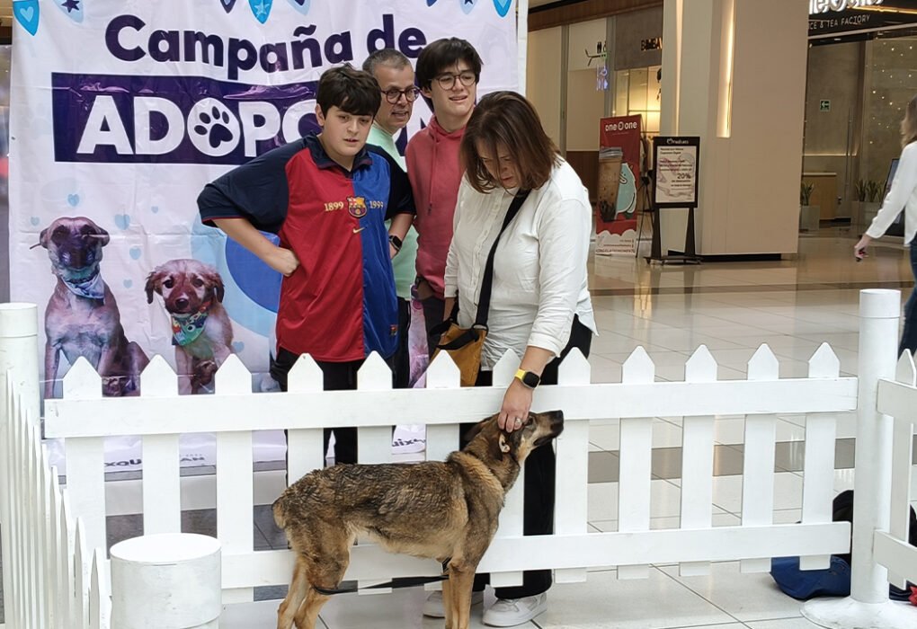 475 perros de Huixquilucan fueron adoptados en Huixquilucan