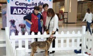 475 perros de Huixquilucan fueron adoptados en Huixquilucan