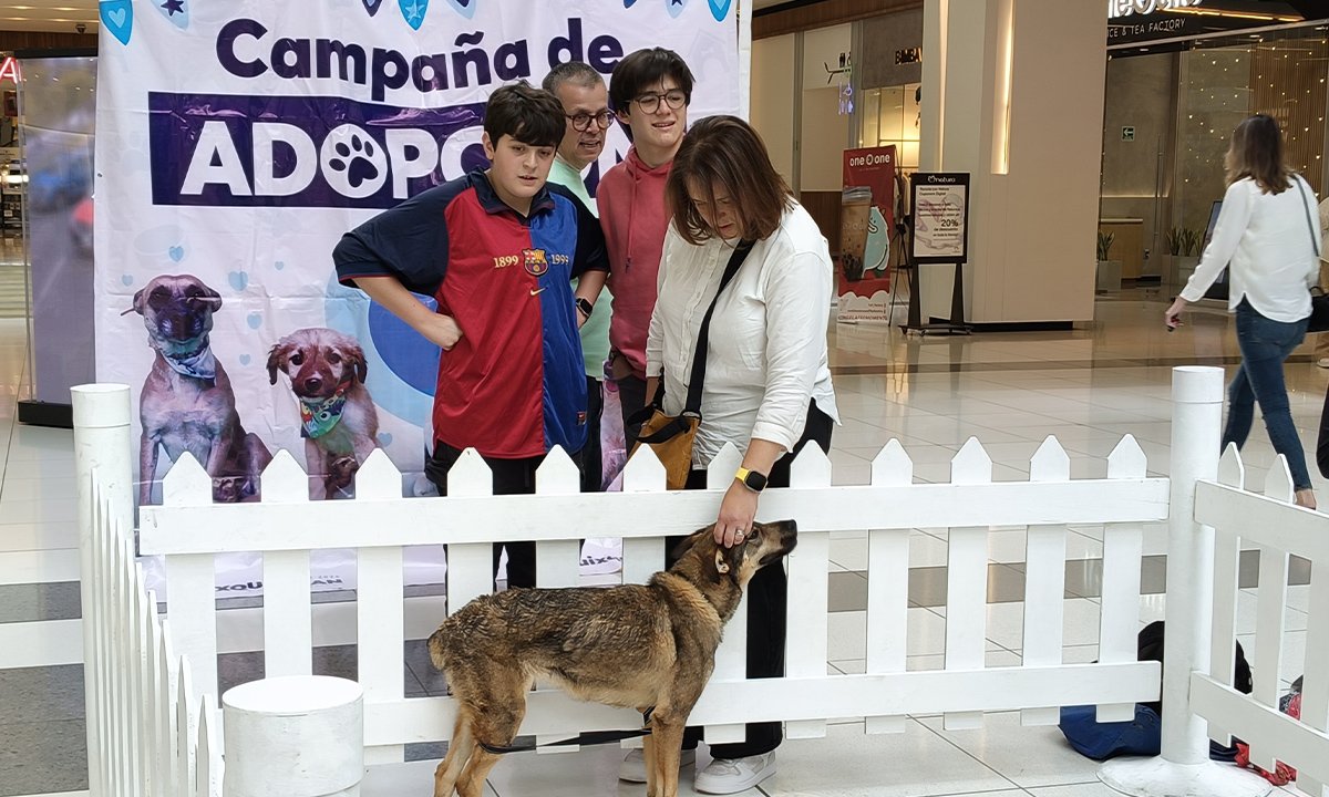 475 perros de Huixquilucan fueron adoptados en Huixquilucan