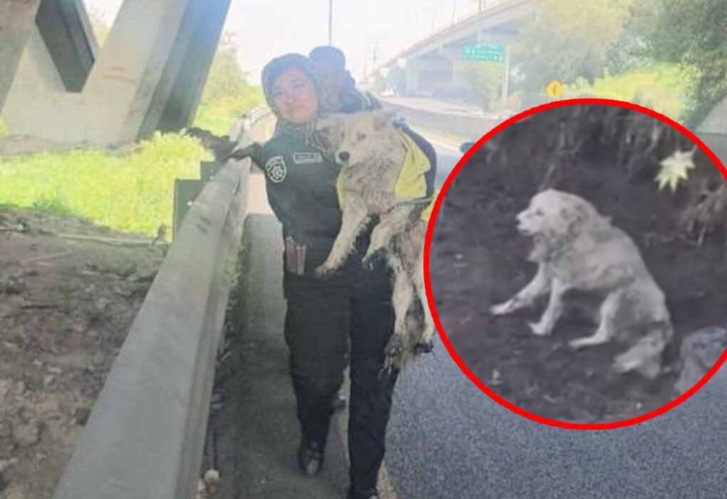 Ecatepec salva a perrito atrapado en canal de aguas negras