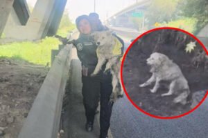 Ecatepec salva a perrito atrapado en canal de aguas negras