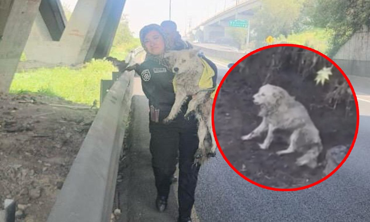 Ecatepec salva a perrito atrapado en canal de aguas negras