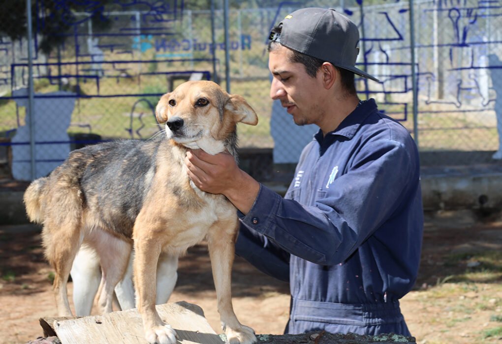Esterilizaciones y consultas gratuitas para mascotas en Huixquilucan