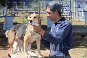 Esterilizaciones y consultas gratuitas para mascotas en Huixquilucan