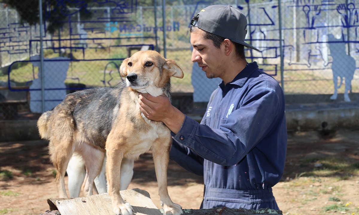 Esterilizaciones y consultas gratuitas para mascotas en Huixquilucan