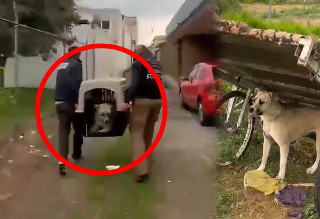 Perro abandonado y sin alimento es rescatado en Metepec.jpg
