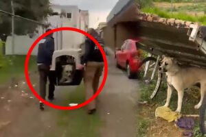 Perro abandonado y sin alimento es rescatado en Metepec.jpg