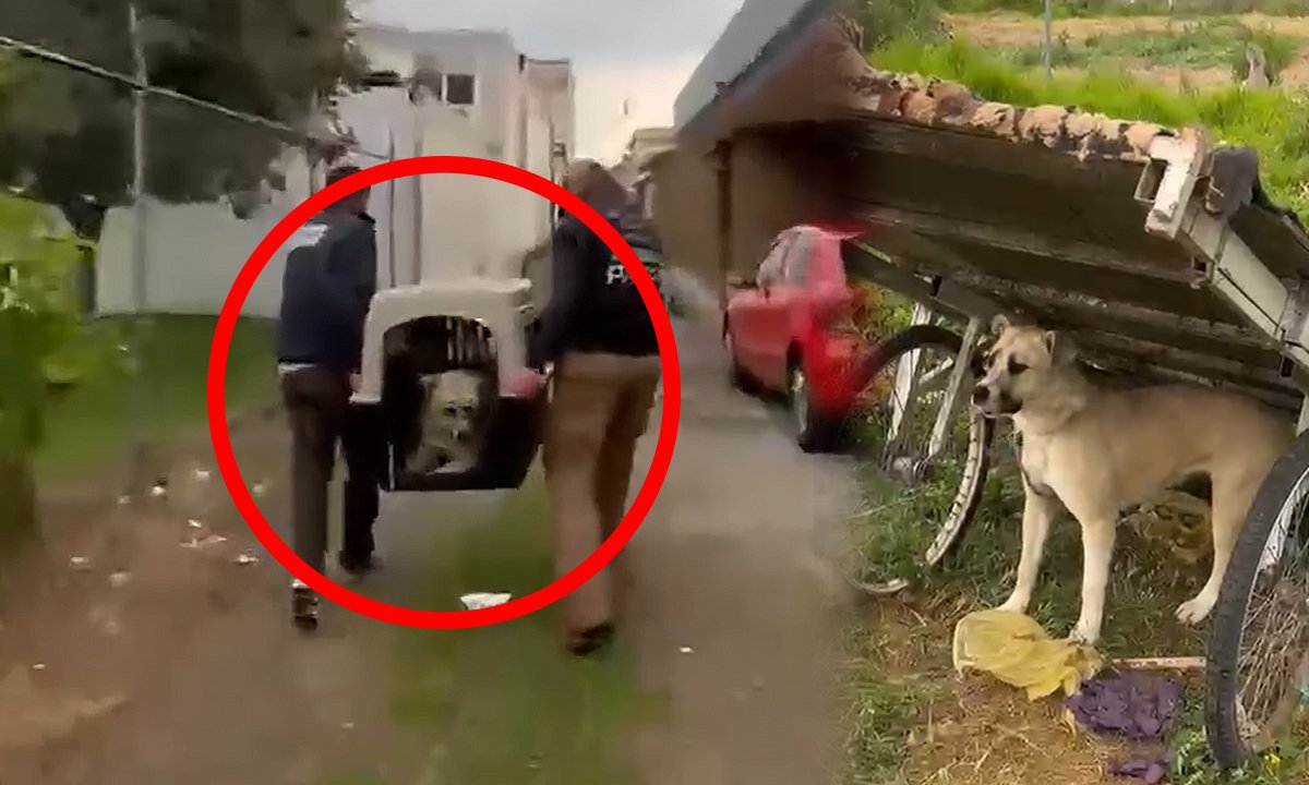 Perro abandonado y sin alimento es rescatado en Metepec.jpg