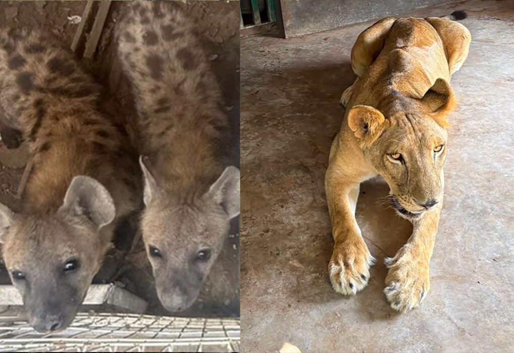 Profepa recibe 135 animales exóticos rescatados en cateo