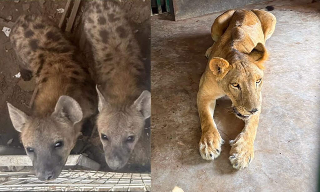 Profepa recibe 135 animales exóticos rescatados en cateo