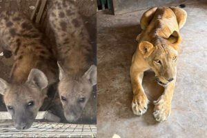 Profepa recibe 135 animales exóticos rescatados en cateo