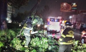 Retiran árboles caídos y ramas en vialidades de Toluca tras la tormenta