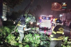 Retiran árboles caídos y ramas en vialidades de Toluca tras la tormenta