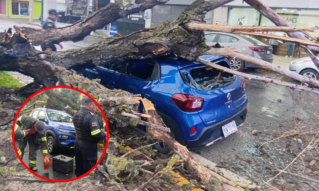 Toluca atiende emergencias por caída de árboles y lluvia