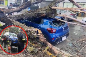 Toluca atiende emergencias por caída de árboles y lluvia