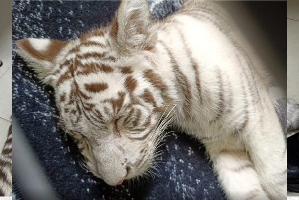 cachorrita de tigre blanco