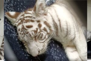 cachorrita de tigre blanco