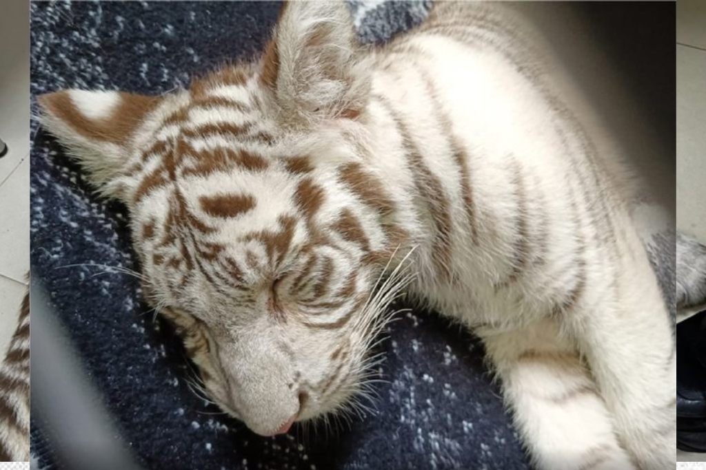 cachorrita de tigre blanco