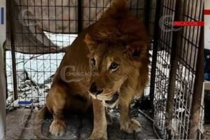 león abandonado en Matamoros