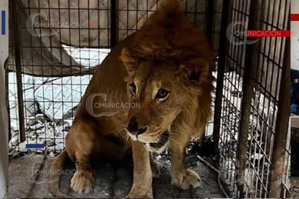 león abandonado en Matamoros