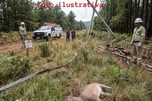 venadita salvaje