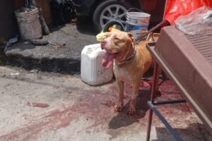 pitbull ataca a hombre que lo molestó