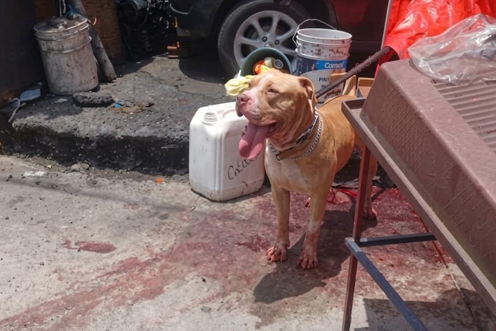 pitbull ataca a hombre que lo molestó