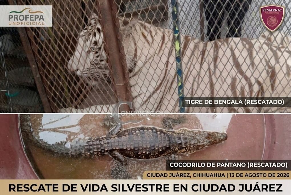 rescate animal