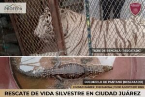 rescate animal
