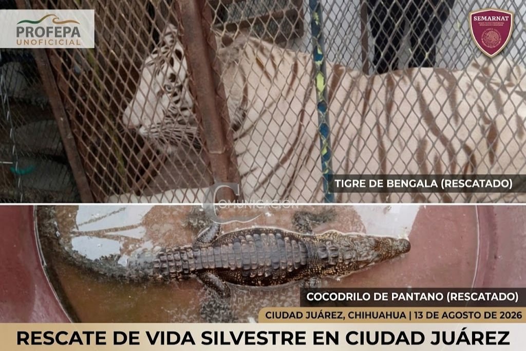 rescate animal
