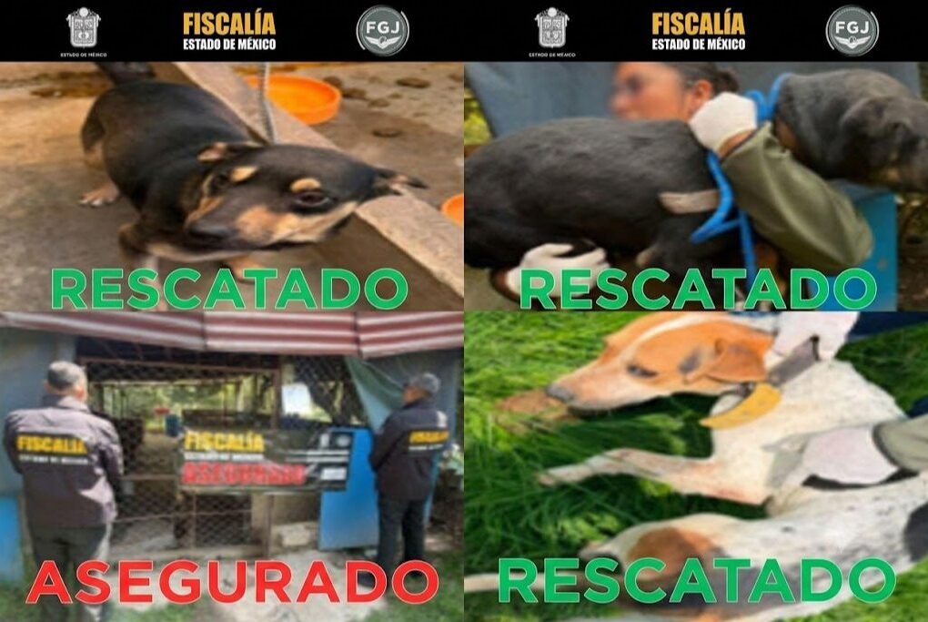 perros rescatados