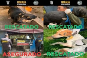 perros rescatados