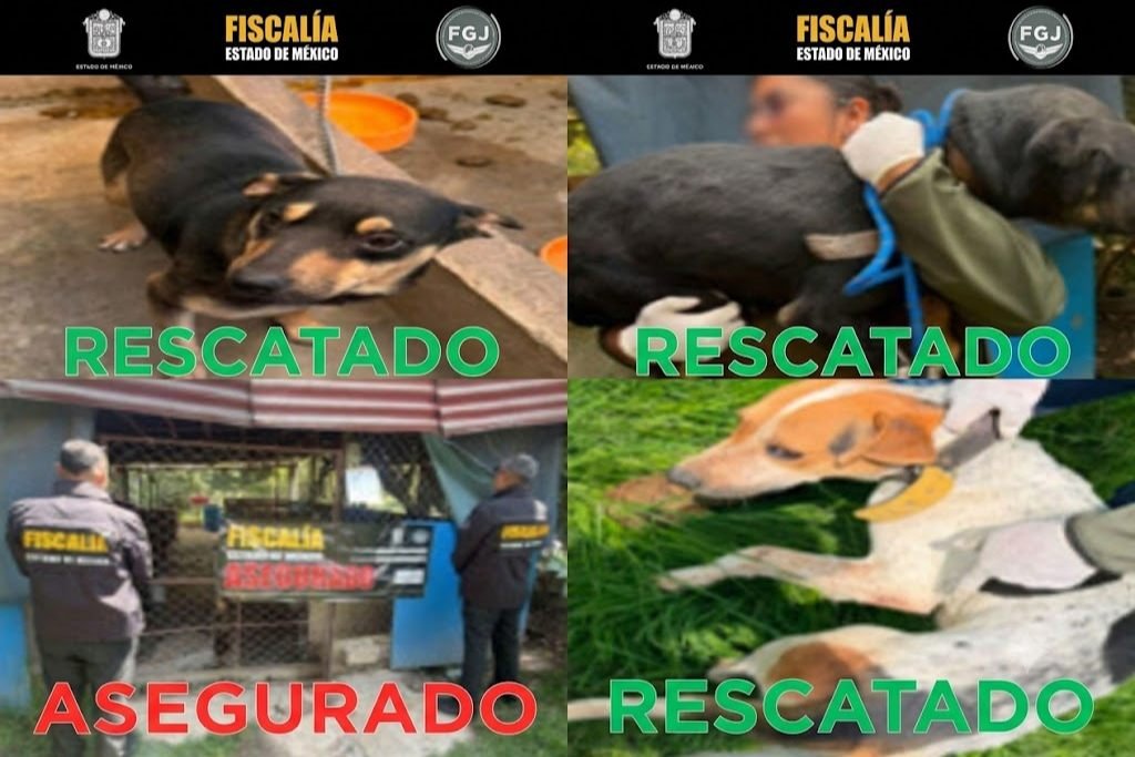 perros rescatados