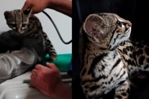 tigrilla rescatada en Oaxaca