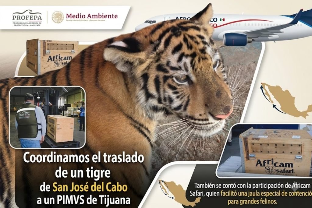 tigre rescate