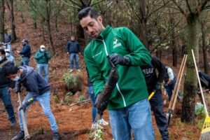 campaña nacional de reforestación