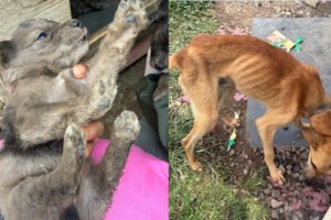Nueve perros encadenados y enfermos fueron liberados en Chalco