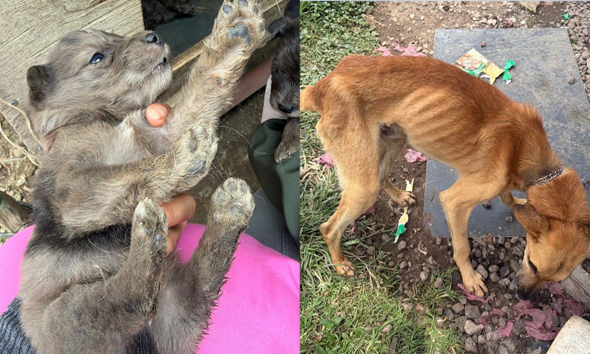 Nueve perros encadenados y enfermos fueron liberados en Chalco