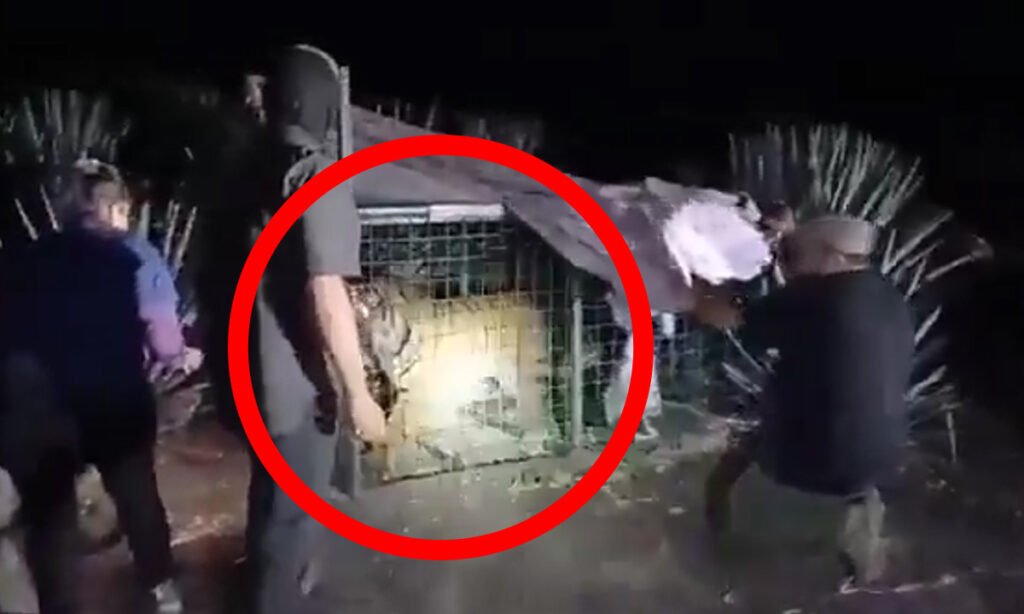 Termina búsqueda de tigre suelto en La Barca