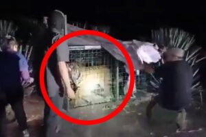Termina búsqueda de tigre suelto en La Barca