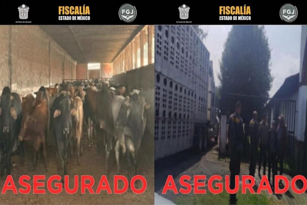 vacas decomisadas en Otumba
