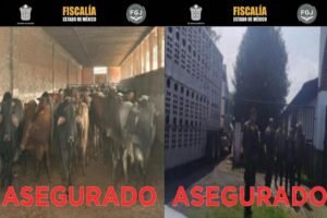 vacas decomisadas en Otumba