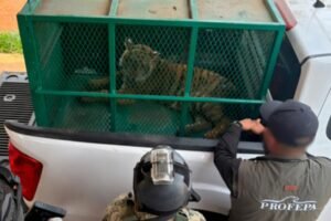 tigres rescatados