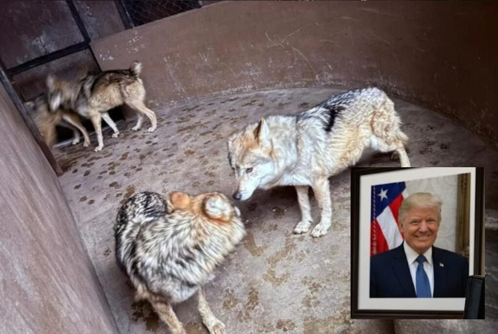 lobo gris y lobo mexicano